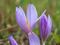 Halb geöffnete pink Herbstzeitlosen Blüten und Knospen mit Regentropfen